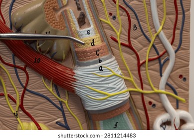 Pointer Showing Internal Root Sheath On Hair Model