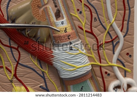 Pointer Showing Internal Root Sheath On Hair Model