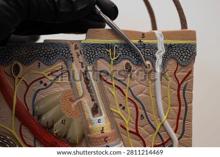 Pointer Showing Meissner Tactile Corpuscle In Skin Model