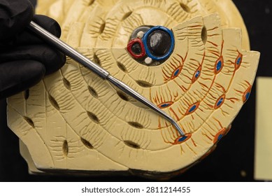 Pointer Showing An Osteocyte On Osteon Bone Model