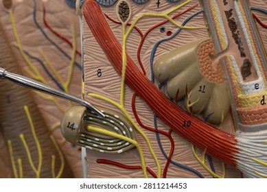 Pointer Showing Pacinian Lamellar Corpuscle In Skin Model