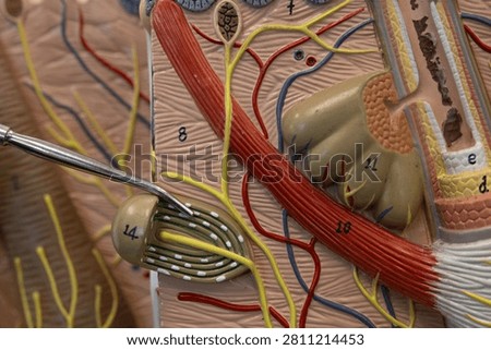 Pointer Showing Pacinian Lamellar Corpuscle In Skin Model