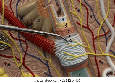 Pointer Showing Peripheral Connective Tissue Sheath On Hair Model