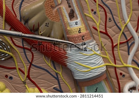 Pointer Showing Peripheral Connective Tissue Sheath On Hair Model