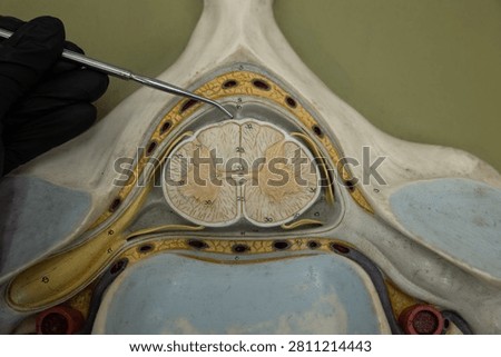 Pointer Showing Pia Mater On Cervical Spinal Cord Model