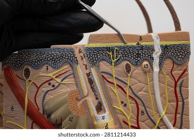 Pointer Showing Stratum Lucidum In Human Skin Model