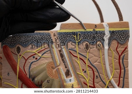 Pointer Showing Stratum Lucidum In Human Skin Model