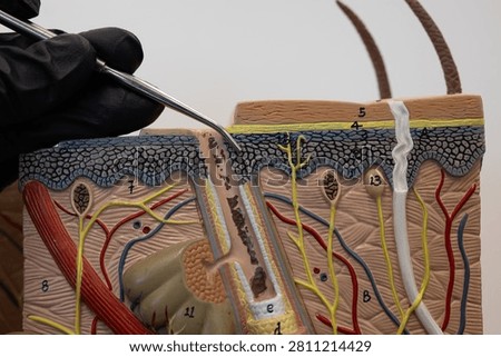 Pointer Showing Stratum Spinosum In Human Skin Model
