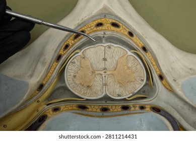 Pointer Showing Subarachnoid Space In Cervical Spinal Cord Model