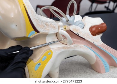 Pointer Showing The Tympanic Membrane On Ear Anatomy Model