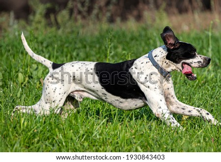 The Pointer, sometimes called the English Pointer, is a medium-sized breed of pointing dog developed in England.