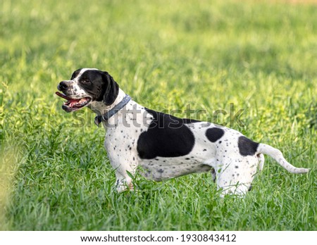 The Pointer, sometimes called the English Pointer, is a medium-sized breed of pointing dog developed in England.