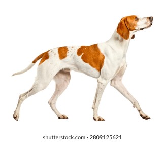 Pointer White and Orange Walking Elegant Gait Isolated on White Background
