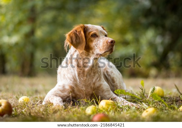 Pointing dogs, sometimes called bird dogs, are a\
type of gundog typically used in finding game. Gundogs are\
traditionally divided into three classes: retrievers, flushing\
dogs, and pointing\
breeds.