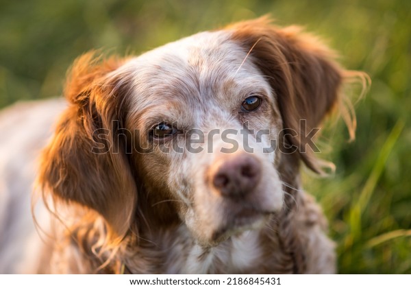Pointing dogs, sometimes called bird dogs, are a
type of gundog typically used in finding game. Gundogs are
traditionally divided into three classes: retrievers, flushing
dogs, and pointing
breeds.