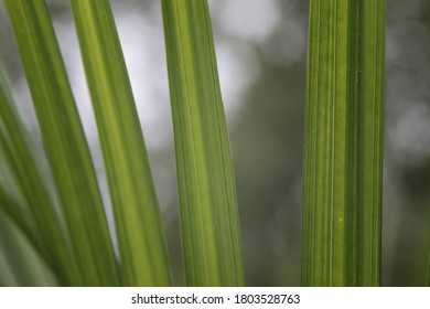 pointy leaves close up with pattern and bokeh background