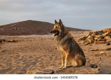 Dog Hair Play Images Stock Photos Vectors Shutterstock