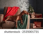 A poised Vizsla dog in festive attire lounges on a couch, embodying the relaxed essence of holiday leisure