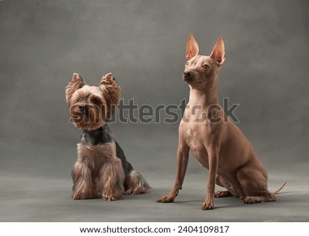 A poised Yorkshire Terrier and a vigilant American Hairless Terrier dogs sit side by side, a charming duo against a studio backdrop.