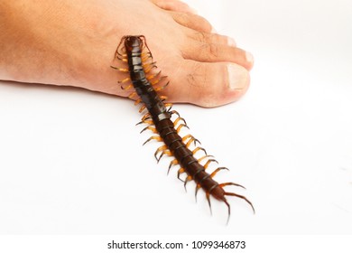 Poison Animal Centipede Crawling On Foot Stock Photo 1099346873