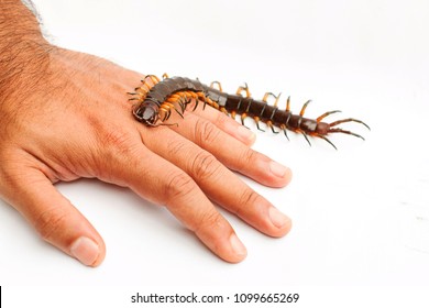 Poison Animal Centipede Crawling On Hand Stock Photo 1099665269