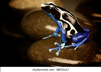 Poison Arrow Frog