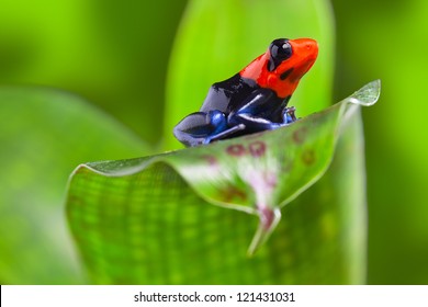 Poison Arrow Frog Of Amazon Rain Forest Peru Tropical Exotic Amphibian Of Rainforest Small And Cute Animal With Bright Red Warning Colors