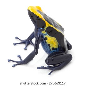 Poison Arrow Frog, Dendrobates Tinctorius From The Tropical Amazon Rain Forest In Guyana, Brazil And Suriname