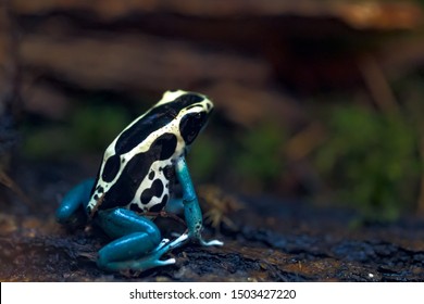 Poison Arrow Frog, Dendrobatidae, Dyeing Dart Frog (Dendrobates Tinctorius)