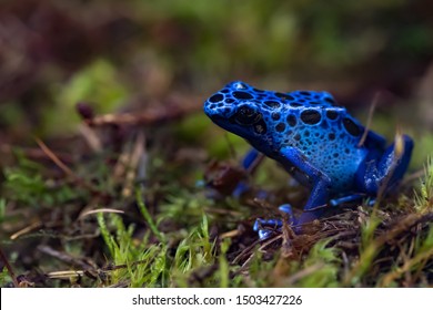 Poison Arrow Frog, Dendrobatidae, Dyeing Dart Frog (Dendrobates Tinctorius)