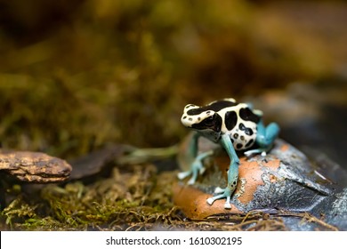 Poison Arrow Frog In Tropical Environment, Dendrobatidae, Dyeing Dart Frog (Dendrobates Tinctorius)