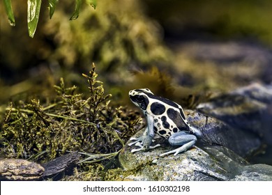 Poison Arrow Frog In Tropical Environment, Dendrobatidae, Dyeing Dart Frog (Dendrobates Tinctorius)