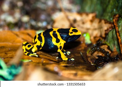 Poison Dart Frog (Dendrobates)