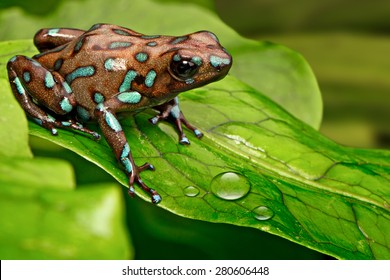 poison dart frog Dendrobates auratus from the tropical rain forest of Panama, Beautiful poisonous rainforest animal. Exotic amphibian with warning colors