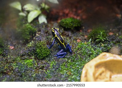 Poison Dart Frog Also Known As Poison Arrow Frog