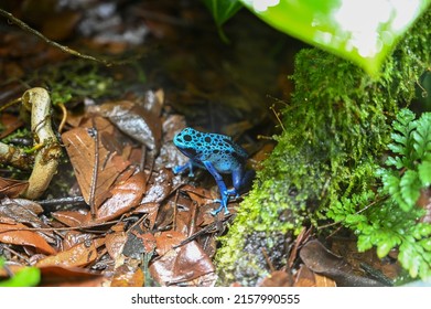 Poison Dart Frog Also Known As Poison Arrow Frog