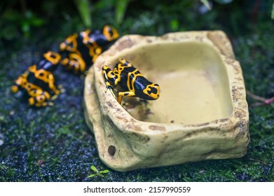 Poison Dart Frog Also Known As Poison Arrow Frog