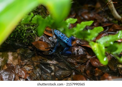 Poison Dart Frog Also Known As Poison Arrow Frog