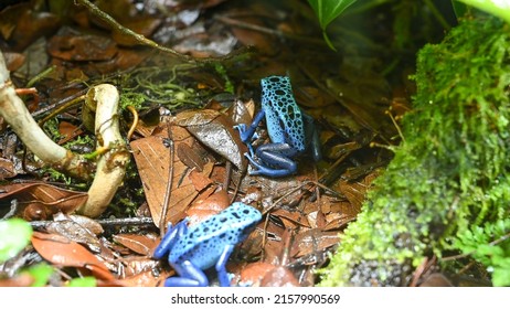 Poison Dart Frog Also Known As Poison Arrow Frog