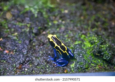 Poison Dart Frog Also Known As Poison Arrow Frog