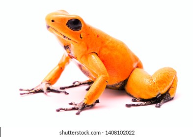 Gift-Dartfrosch, Phyllobates Terbilis Orange. Die giftigsten Tiere aus dem Amazonas Regenwald in Kolumbien, ein gefährlicher Amphibien mit Warnfarben. Einzeln auf Weiß
