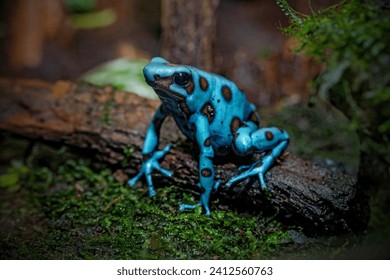 poison dart frog tropical amphibian from Amazon rain forest - Powered by Shutterstock