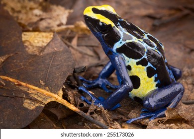 Poison Dart Frog Tropical Amphibian From Amazon Rain Forest In Brazil Suriname And French Guyana Poisonous Animal With Bright Blue And Yellow Colors Dendrobates Tinctorius