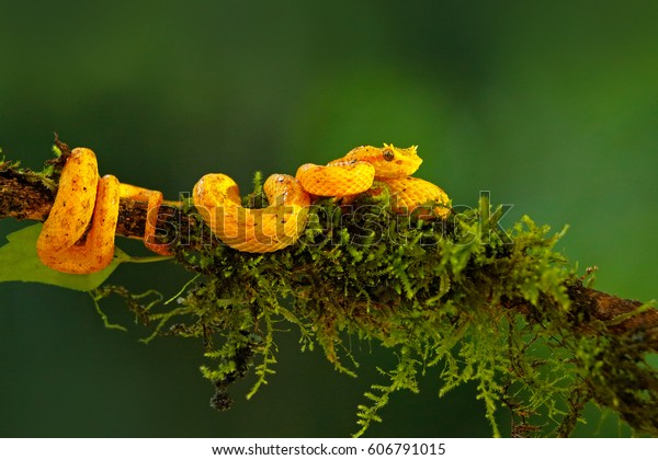 Poison Eyelash Palm Pitviper, Bothriechis\
schlegeli, on the green mossy branch. Venomous snake in the nature\
habitat. Poisonous animal from South\
America.