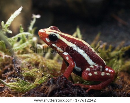 Poison Frog
