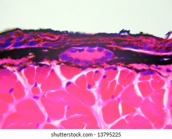 A poison gland in the skin of a salamander.  Very high power microscopic view.