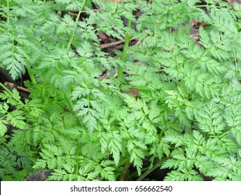 Poison Hemlock 