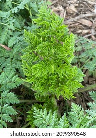 Poison Hemlock Is Known For Common Name As Poison Parsley And Carrot Fern. The Poison Hemlock Is Toxic To All Animals, Including Household Pets And Livestock And Can Be Lethal When Ingested.