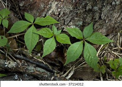 Poison Ivy