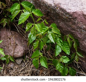 Poison Ivy Along Hiking Trail